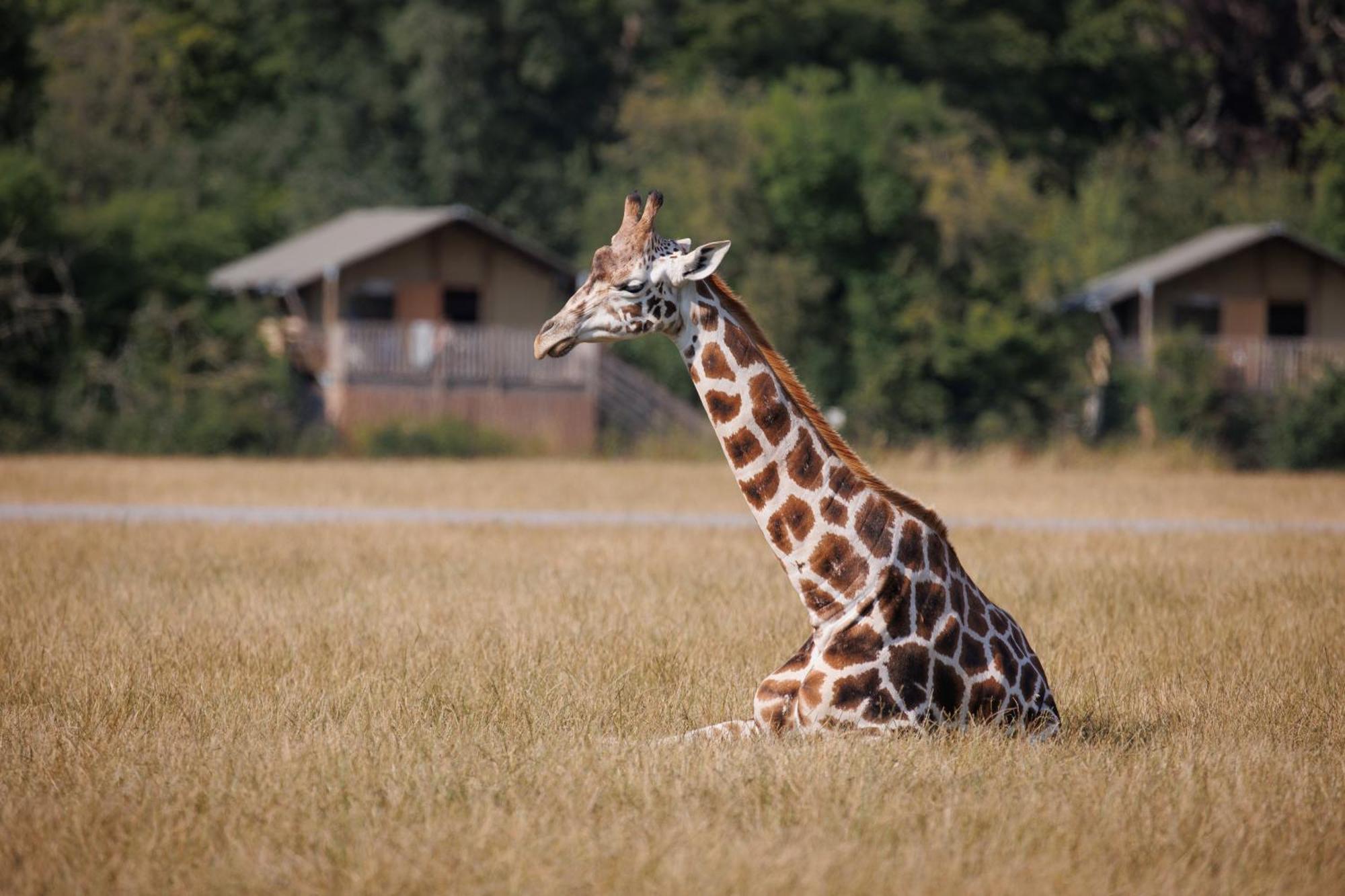 Knuthenborg Safaripark Hotel Maribo Exterior photo