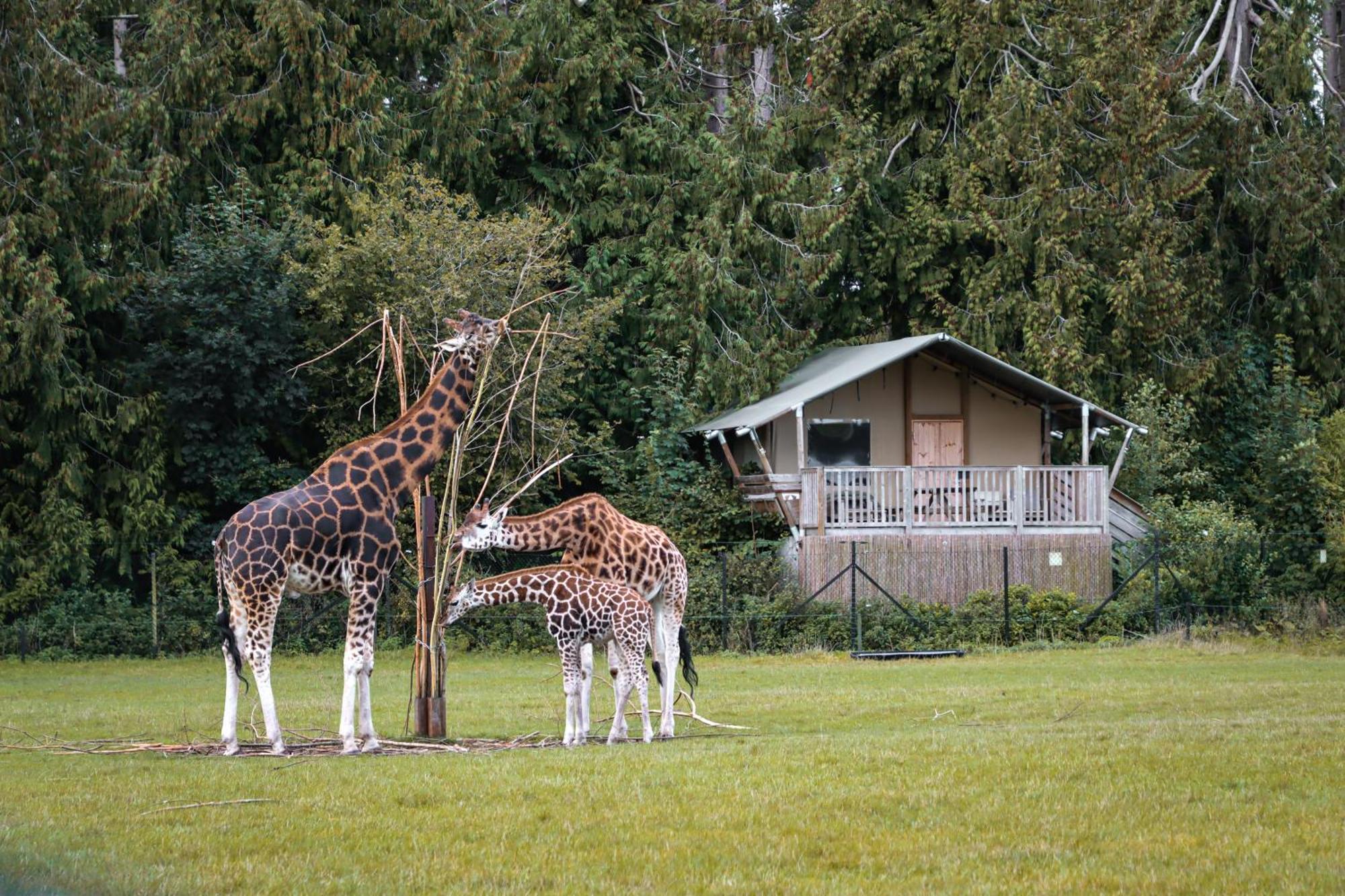 Knuthenborg Safaripark Hotel Maribo Exterior photo