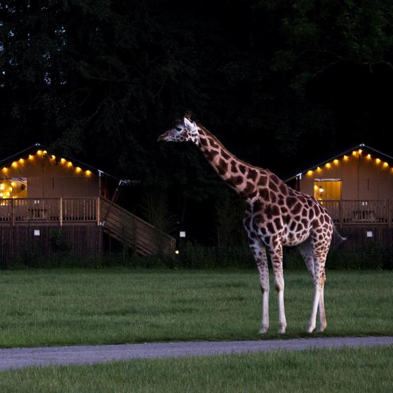 Knuthenborg Safaripark Hotel Maribo Exterior photo